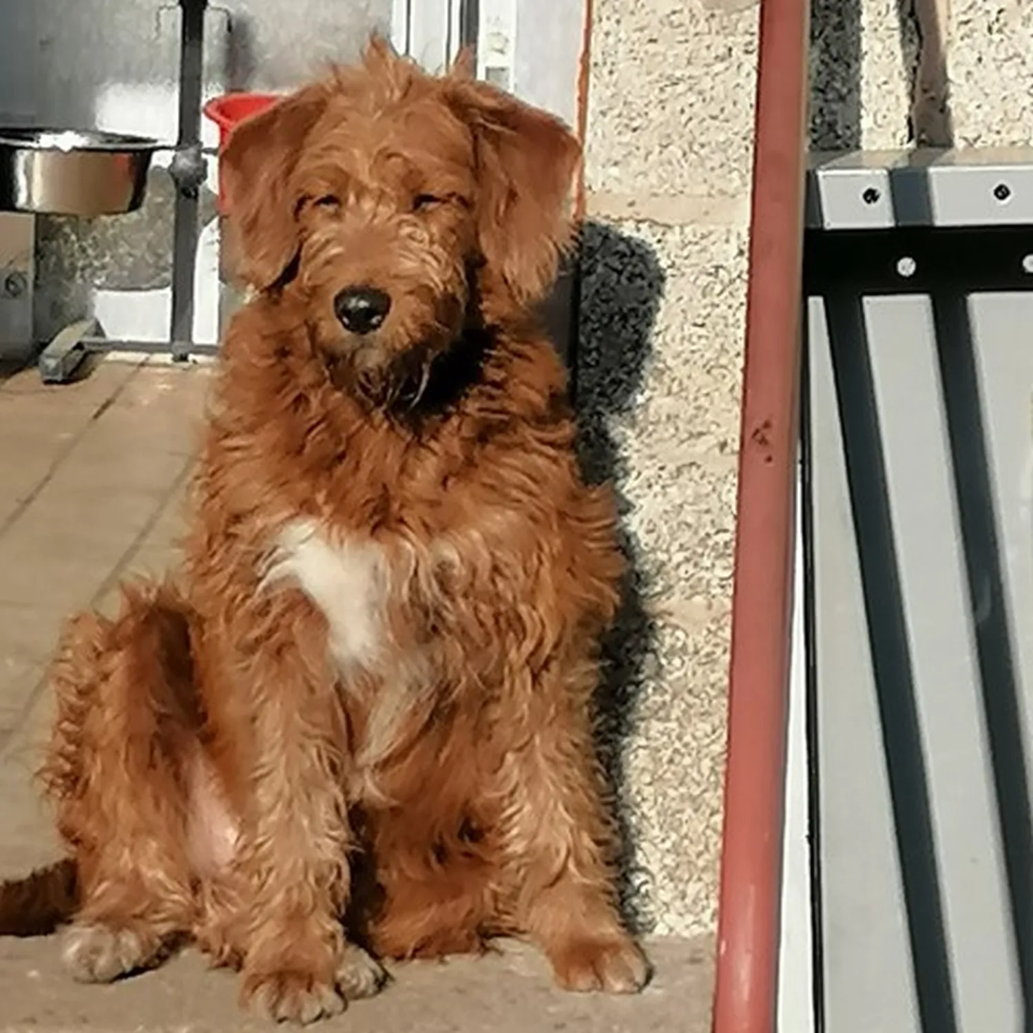 Hund