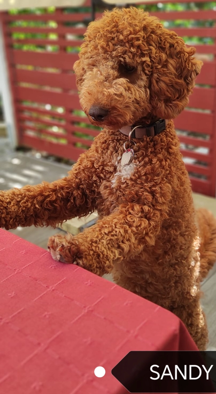 Gesunde Labradoodle Zucht Deutschland