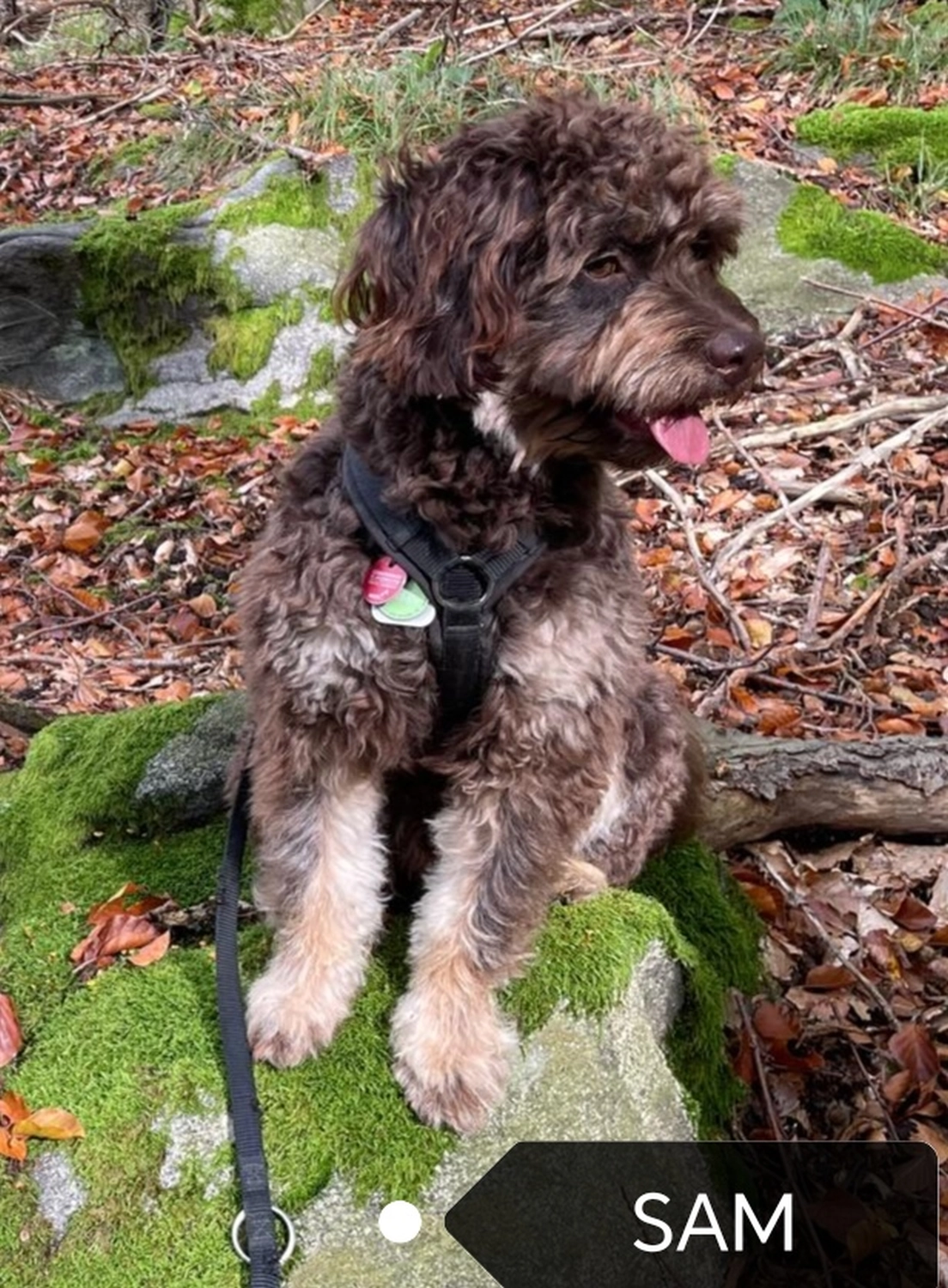 Labradoodle Zucht
