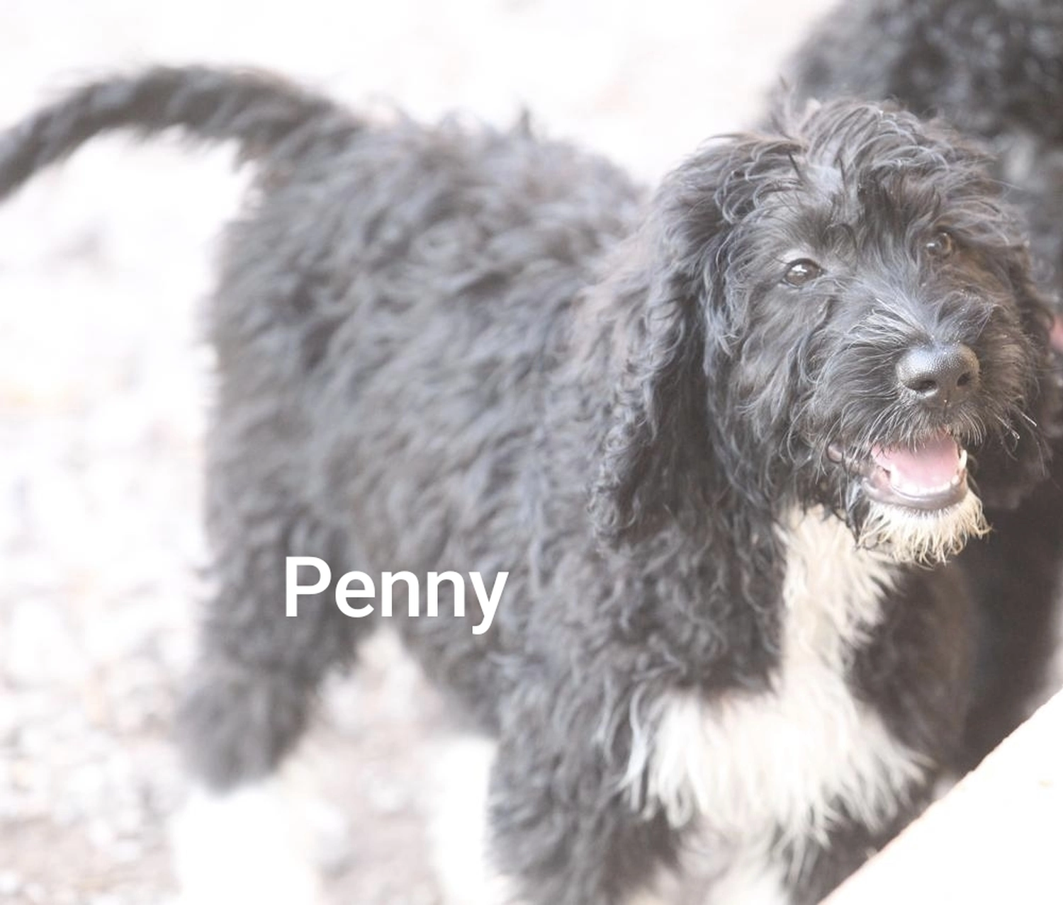 Labradoodle Zucht