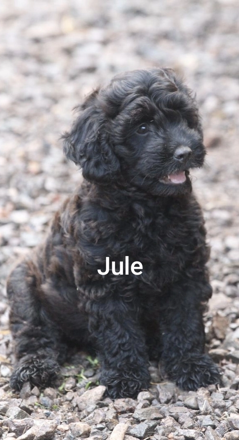 Züchter Labradoodle