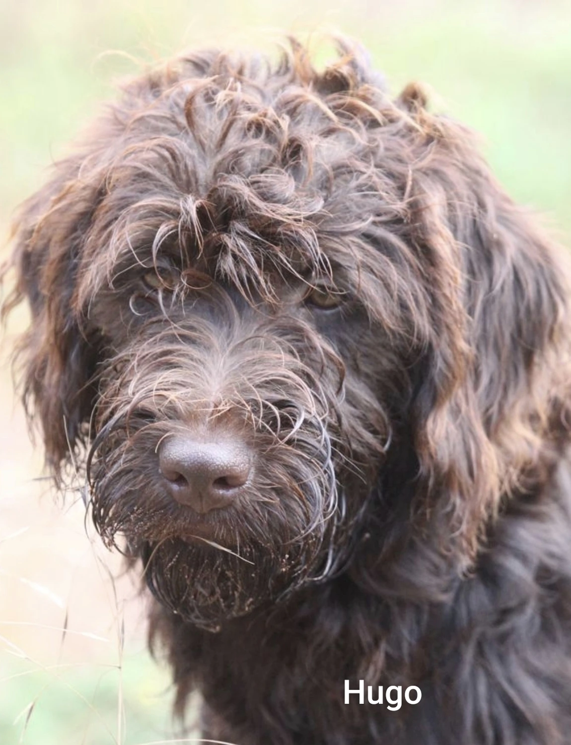 Labradoodle Familienhund Deutschland