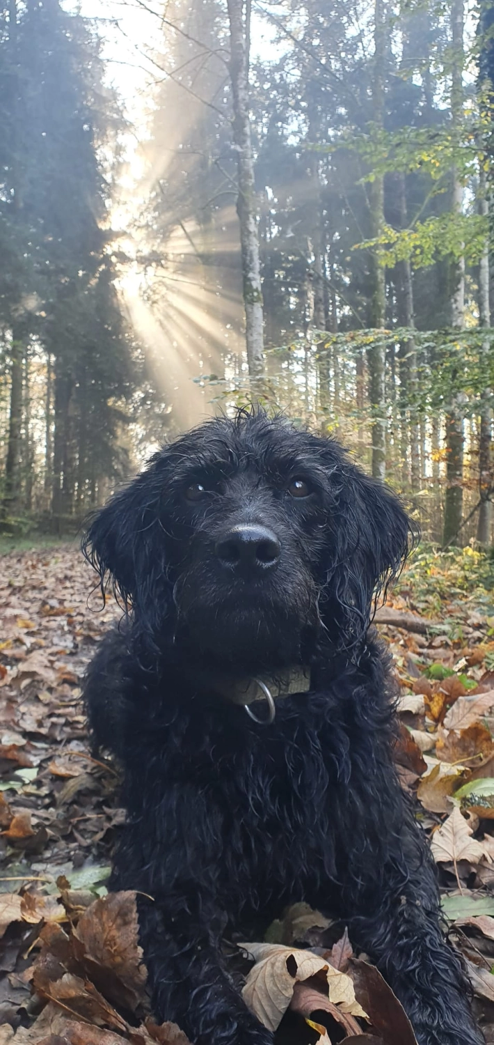 Züchter Labradoodle