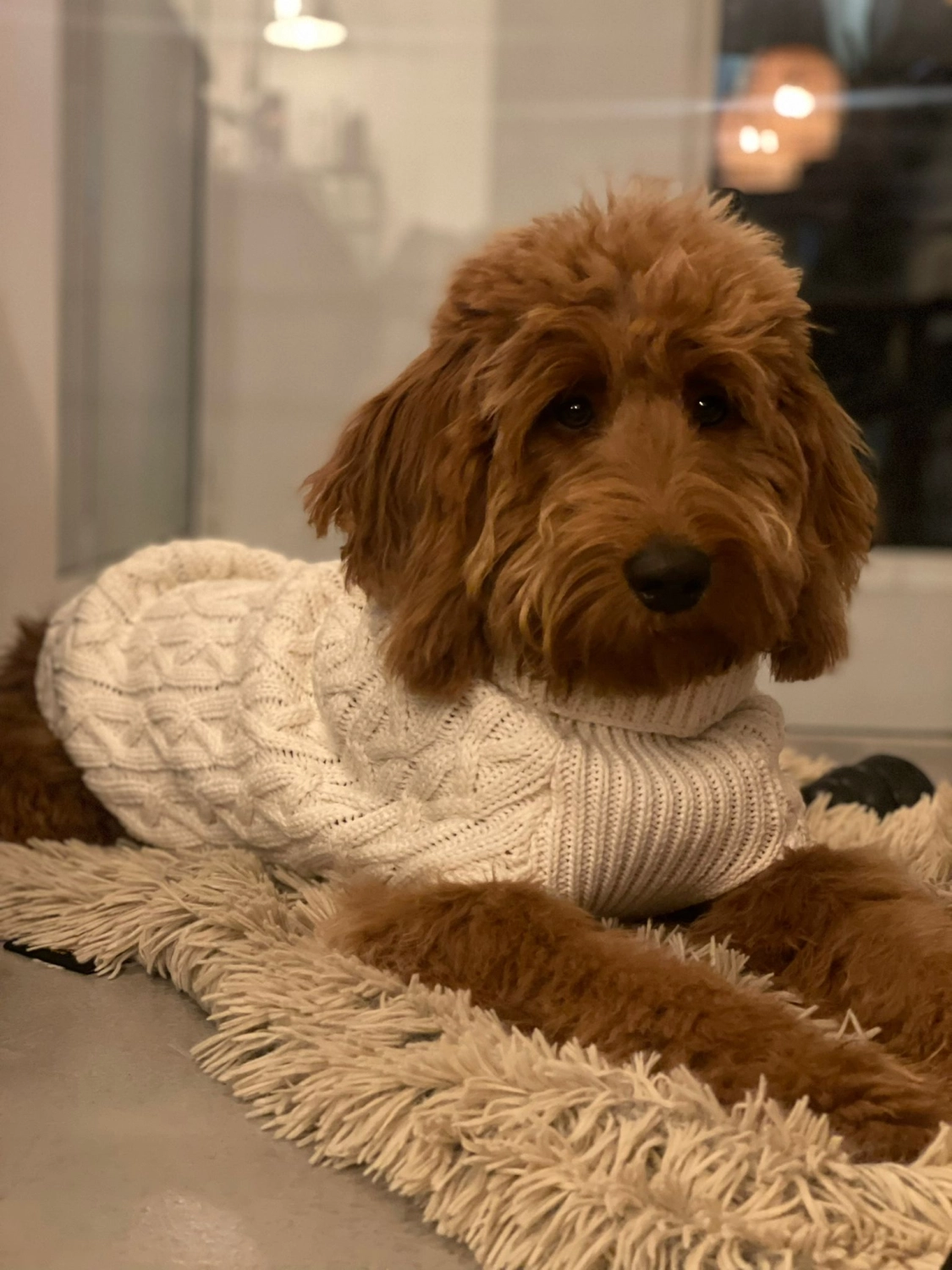 Labradoodle Familienhund Deutschland