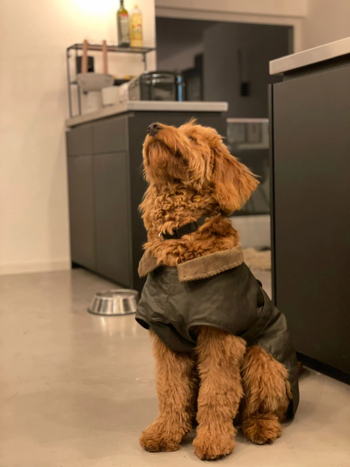 Labradoodle allergikerfreundlich wenig haarend