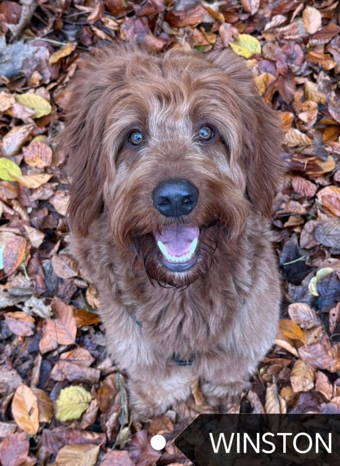 Labradoodle allergikerfreundlich wenig haarend