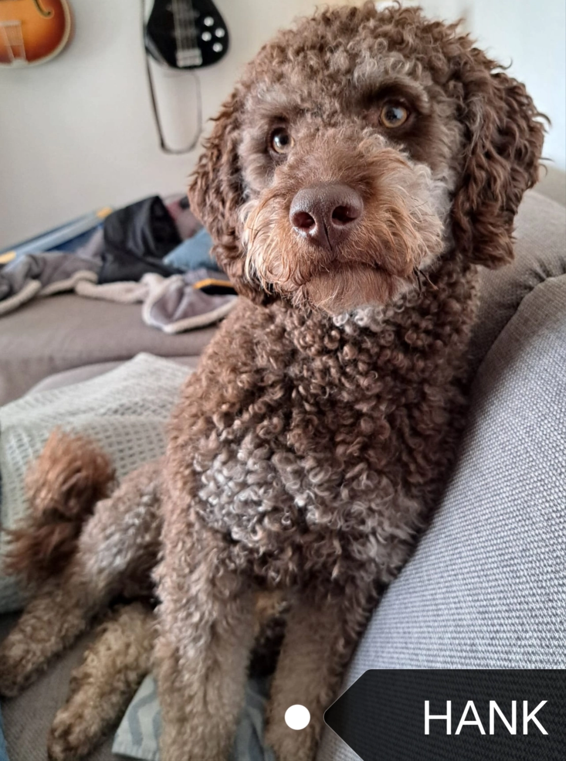 Labradoodle Familienhund Deutschland