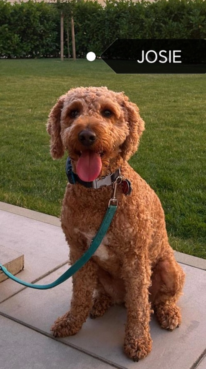 Züchter Labradoodle